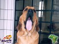 In Memorian - Fila Brasileiro Dourado - Canil Singular - Ben Hur